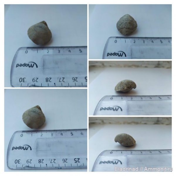 брахиоподы, юра, Польша, кимеридж, беспозвоночные, czarnogłowy, Epithyris oxonica