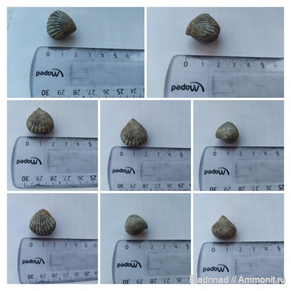 брахиоподы, юра, Польша, кимеридж, беспозвоночные, Rhynchonella, czarnogłowy, Septaliphoria pinguis