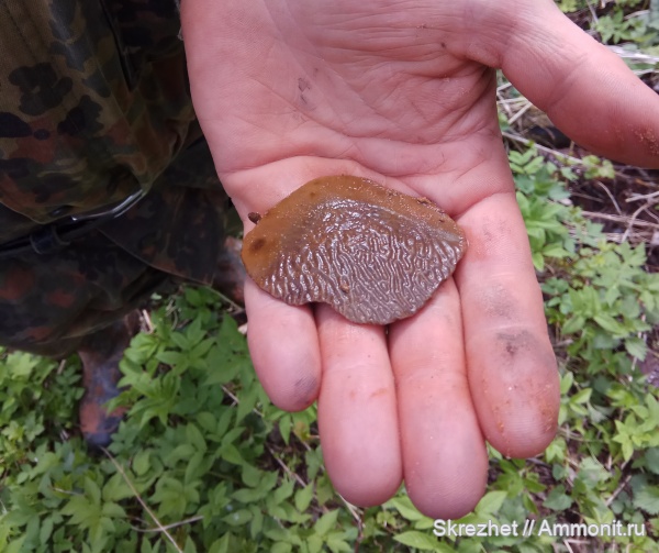 девон, чешуя, Holoptychius, чешуя рыб