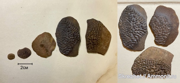 девон, чешуя, Holoptychius, чешуя рыб