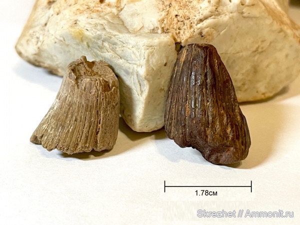 девон, Holoptychius, зубы рыб