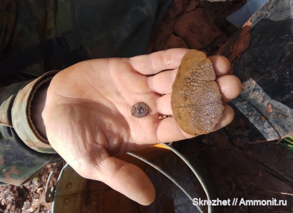 девон, чешуя, Holoptychius, Glyptolepis, чешуя рыб