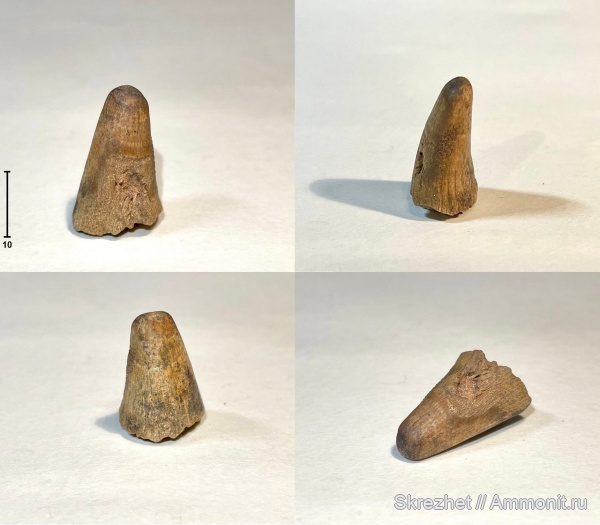 девон, Holoptychius, зубы рыб