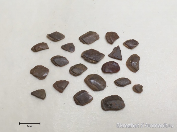 девон, рыбы, Sarcopterygii, fish, Osteolepiformes, остеолепис