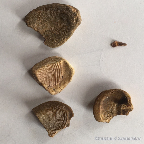 девон, Bothriolepis