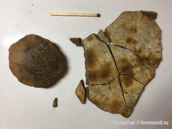 девон, псаммостеиды, Psammosteidae