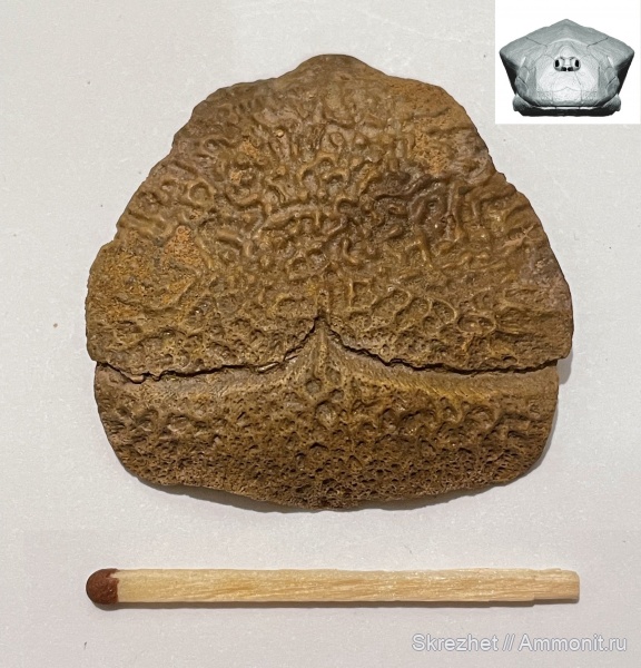 девон, рыбы, Devonian, плакодермы, Placodermi, Bothriolepis, ботриолепис