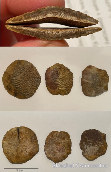 девон, чешуя, Holoptychius, чешуя рыб