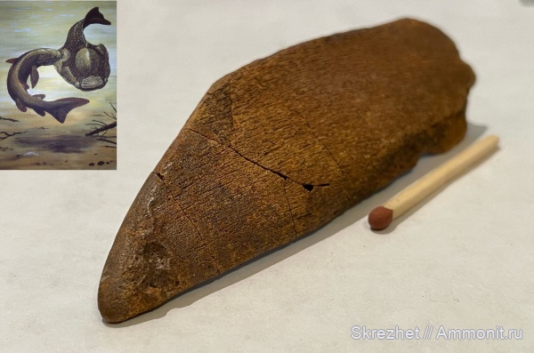 девон, псаммостеиды, Psammosteidae