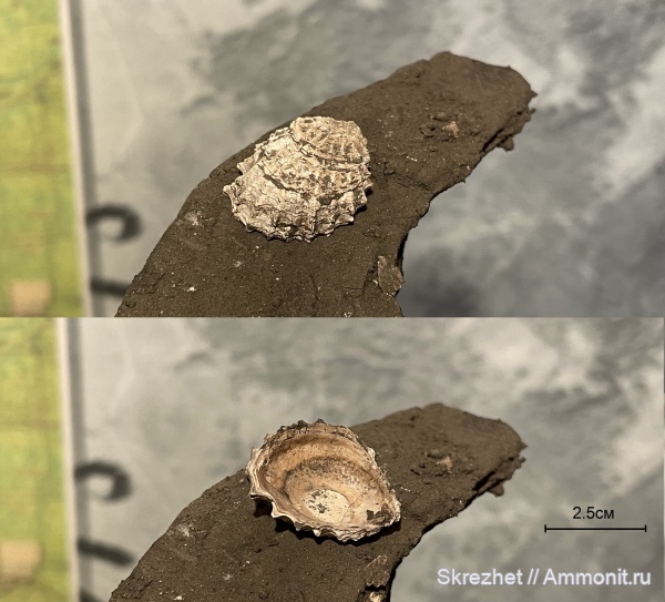 юра, Бронницы, оксфорд, Марково, двустворчатые моллюски, верхний оксфорд, Plicatula, Oxfordian