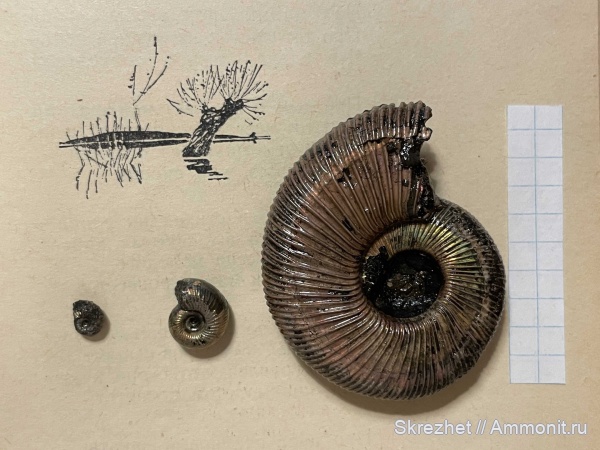 юра, оксфорд, Марково, Perisphinctidae, Oxfordian, Jurassic