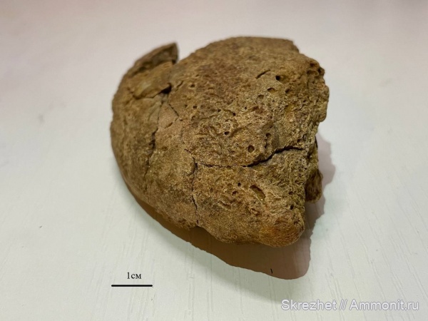 девон, рыбы, Devonian, Sarcopterygii, Tetrapodomorpha, тетраподоморф, Holoptichius