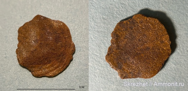 девон, рыбы, Devonian, чешуя, Osteolepiformes