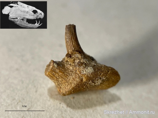 девон, рыбы, Sarcopterygii, Onychodus, Onychodontidae, лопастеперые рыбы, Onychodontida, Ониходус