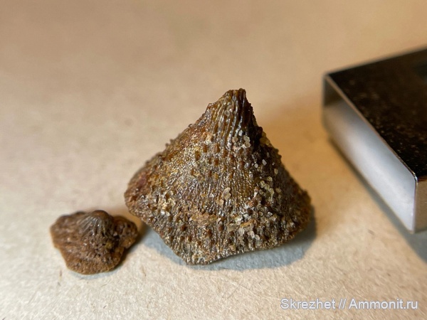 девон, Heterostraci, Agnatha, бесчелюстные, псаммостеиды, Psammosteidae