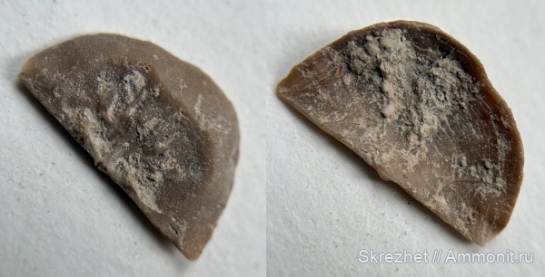 брахиоподы, ордовик, Ленинградская область, Plectambonites