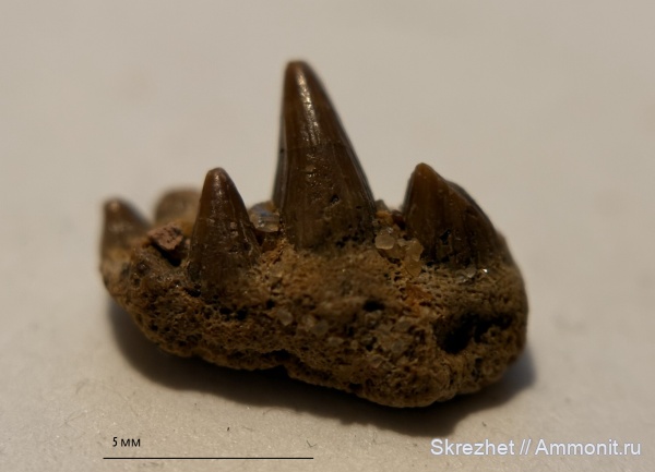 девон, рыбы, зубы, Sarcopterygii