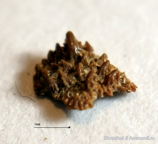 девон, рыбы, зубы, Devonian, Sarcopterygii