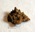 Глоточные зубы