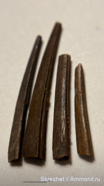 девон, рыбы, позвоночные, Devonian, Acanthodii, плавниковые шипы, Acanthodiformes, ихтиодорулиты, fish