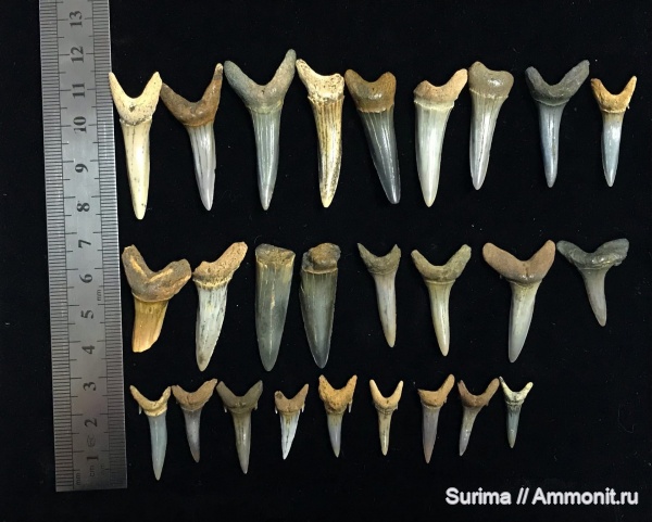 рыбы, акулы, shark teeth, sharks