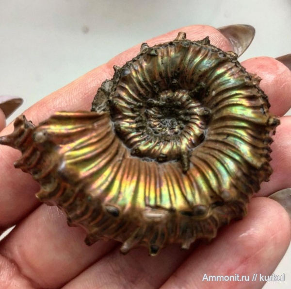 аммониты, Kosmoceras, Дубки