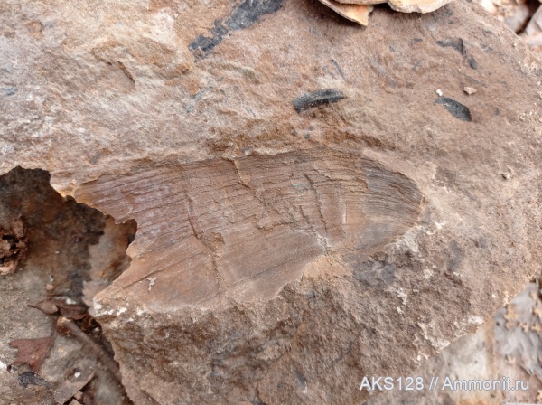 Челябинская область, лингула, Отвалы Коркинского разреза