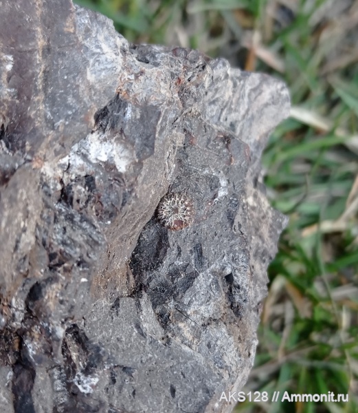 Челябинская область, каламиты, Копейский угольный разрез, отпечатки растений