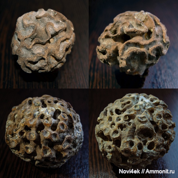 мел, губки, мезозой, беспозвоночные, верхний мел, сантонский ярус