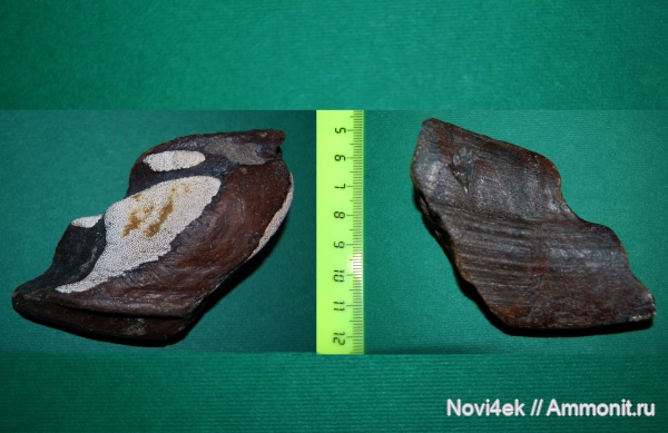 мел, рыбы, позвоночные, мезозой, верхний мел, сеноман, Edaphodon, Александровка