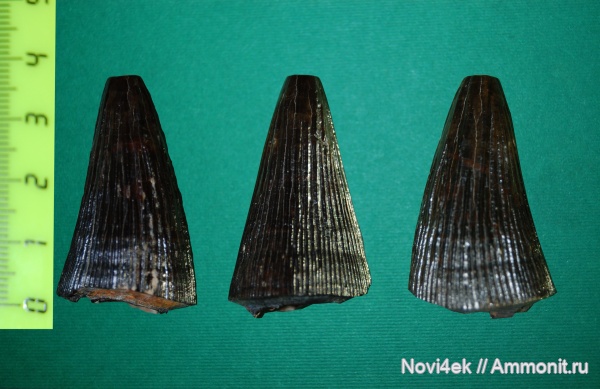 рептилии, мел, водные рептилии, позвоночные, мезозой, верхний мел, сеноман, Polyptychodon