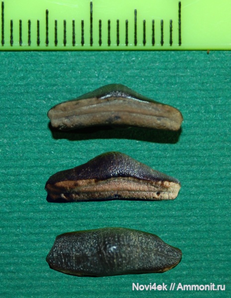 мел, рыбы, позвоночные, мезозой, верхний мел, сеноман, Heterodontus