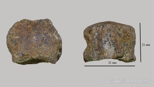 рептилии, мел, водные рептилии, позвоночные, мезозой, кампан, Mosasauridae