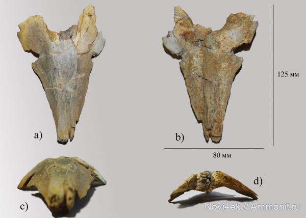 мел, рыбы, мезозой, кампан