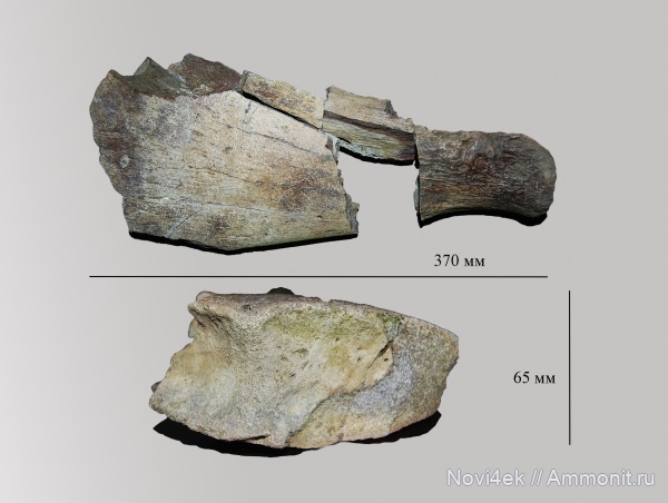 рептилии, мел, водные рептилии, плезиозавры, позвоночные, мезозой, кампан, плечевая кость, проподий