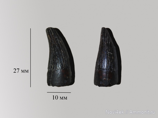 рептилии, мел, водные рептилии, плезиозавры, позвоночные, мезозой, сеноман
