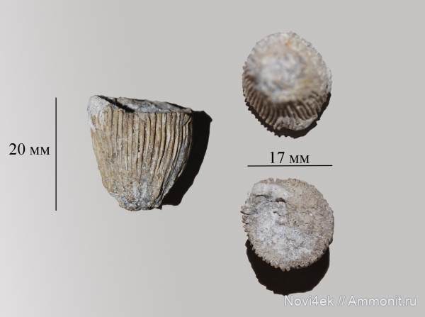 мел, кораллы, мезозой, кишечнополостные, беспозвоночные, верхний мел
