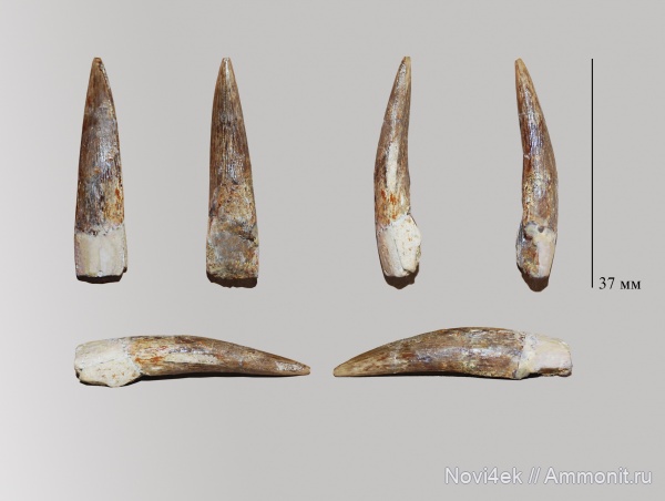 зубы, Elasmosauridae, кампан, Elasmosaurus, Рыбушка