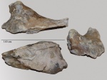 лопаточная кость мозазавра