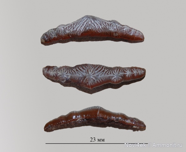 мел, зубы акул, Polyacrodus, Саратовская область, кампан