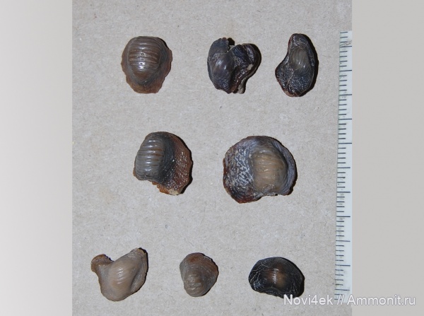 мел, зубы, акулы, зубы акул, Ptychodus, Саратовская область, Александровка