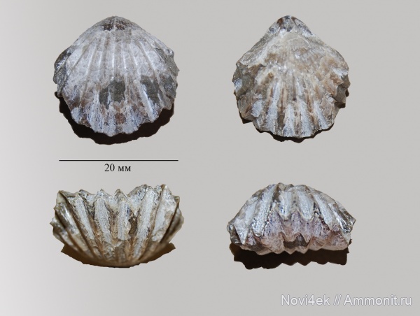 юра, волжский ярус, Russirhynchia, волжский век, зона Virgatites virgatus, Пугачевский район