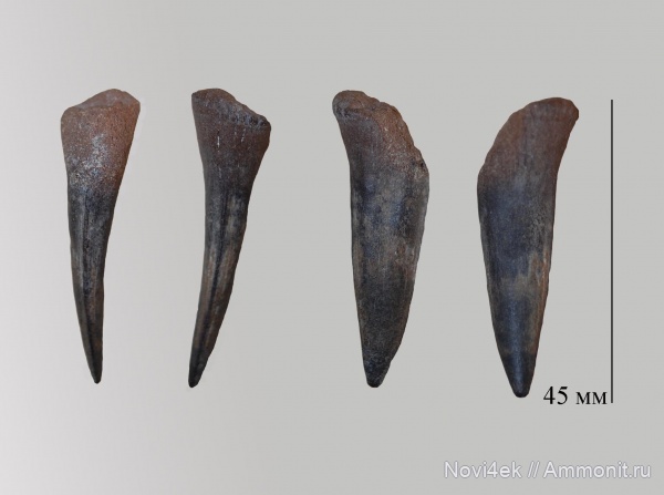 мел, рыбы, сеноман, Ichthyodectiformes, Александровка