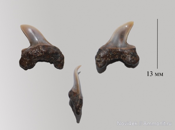 мел, мезозой, верхний мел, сеноман, зубы акул, патологии