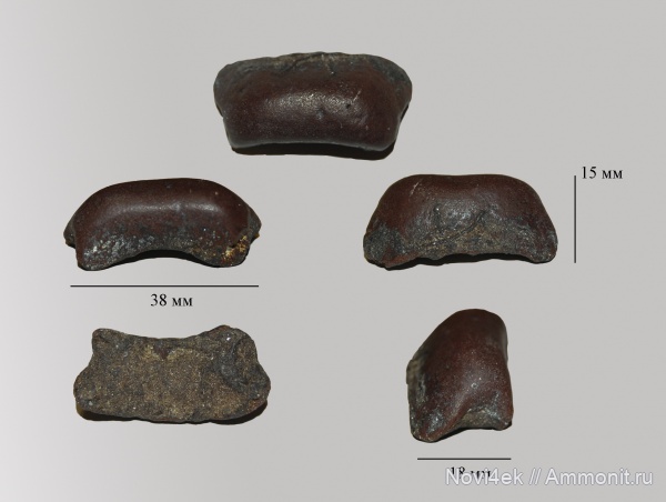 мел, рыбы, позвоночные, мезозой, верхний мел, сеноман, Карамышка