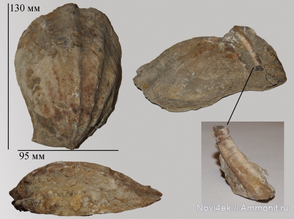 Ctenostreon, Ctenostreon proboscideum, Limidae