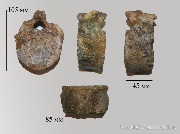 рептилии, мел, водные рептилии, плезиозавры, позвоночные, мезозой, кампан