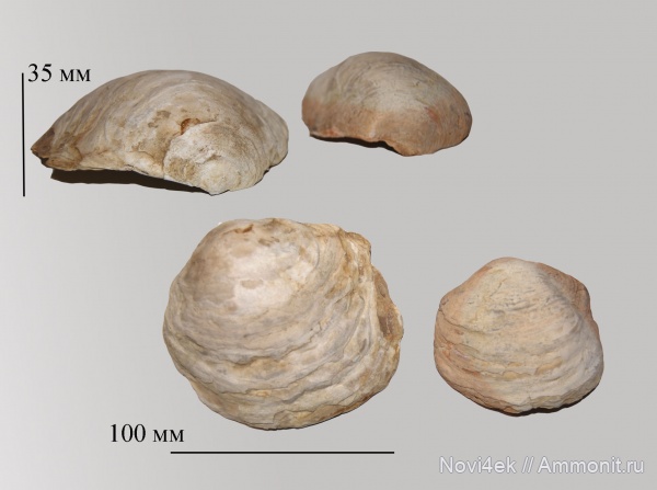 верхний мел, маастрихтский ярус, Pycnodonte praesinzowi (Arkh.)
