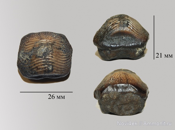 мел, акулы, сеноман, зубы акул, Ptychodus, Саратовская область, Elasmobranchii, Ptychodus mammillaris, Ptychodus decurrens, Cretaceous, teeth, shark teeth