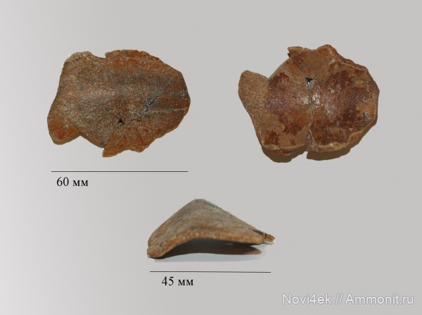 рептилии, мел, черепахи, сеноман, Саратовская область